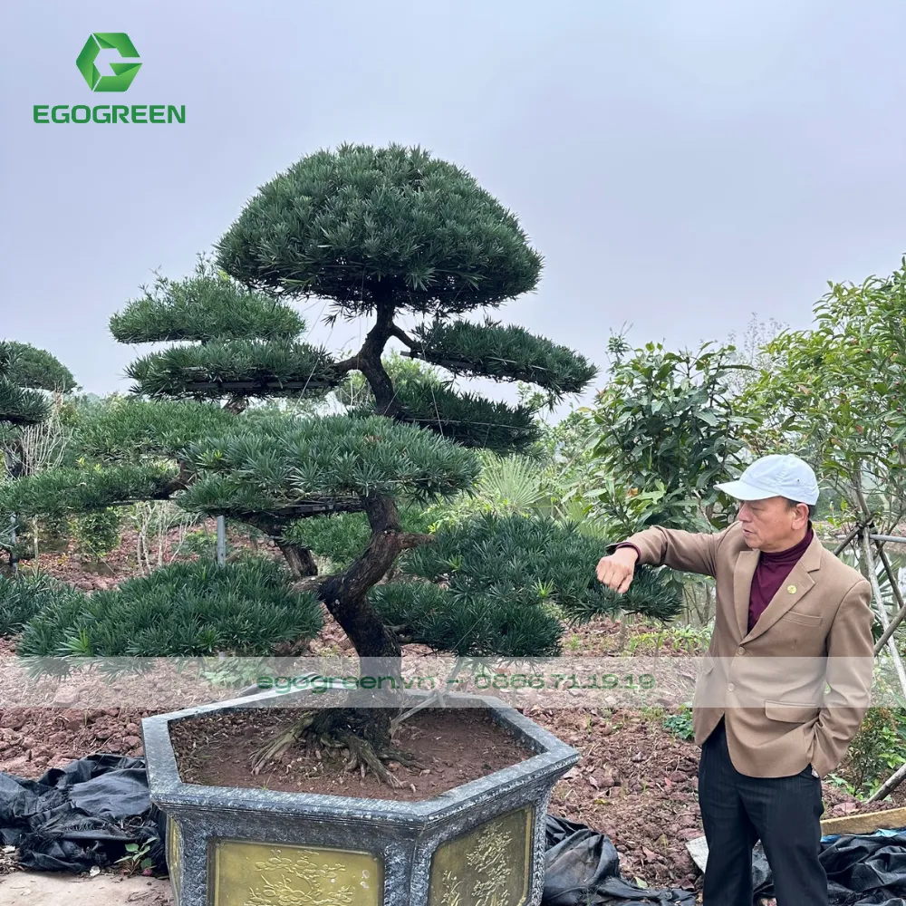 Vị "phù thủy" cây cảnh với hơn 40 năm làm nghề đồng hành cùng EGOGREEN